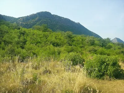 File:Thick jungle with Mountain in Background.jpg - Wikimedia Commons