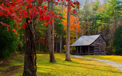 Фон рабочего стола где видно 4К обои, осень, природа, домик в лесу, 4K  wallpaper, autumn, nature, house in the woods