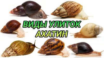 Big Snails - купить улитку: ахатины, архахатины, захрисии, древесники:  Террариум для улиток ахатин
