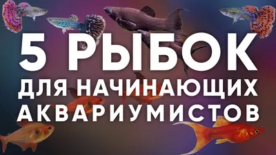 РыбкаFish - Мир аквариумных рыбок. - 🍁Осеннее поступление Петушков🍁  Встречайте красавцев, подробнее на сайте:  http://ribkafish.com.ua/product-category/akvariumnye-rybki/labirintovye/petushki/  Отличные и красивые питомцы, будут очаровывать Вас каждый ...