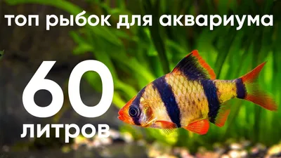 Подходящие виды аквариумных рыбок для начинающих - Зоомагазин MasterZoo