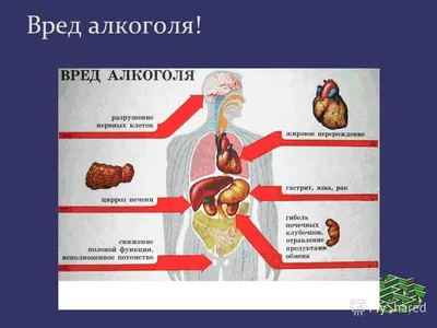 Информация о вреде алкоголя - Братский областной кожно-венерологический  диспансер