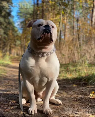 Американский бульдог – что за порода? Подходит ли эта собака для вас? | Dog  Breeds | Дзен