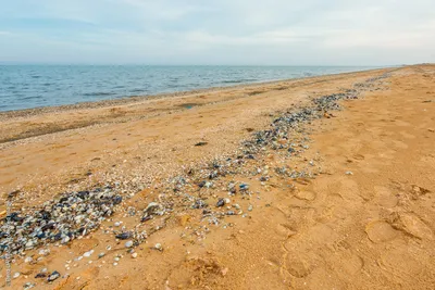 Гибель рыбы, нашествие медуз, высокая солёность: Азовскому морю грозит  экологическая катастрофа