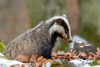 Может ли барсук быть домашним питомцем? | ZOO CHANNEL | Дзен