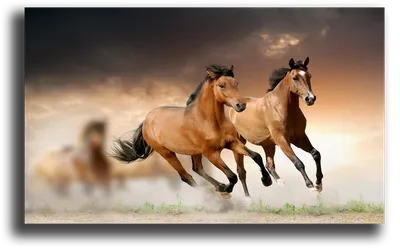 [73+] Картинки бегущих лошадей обои