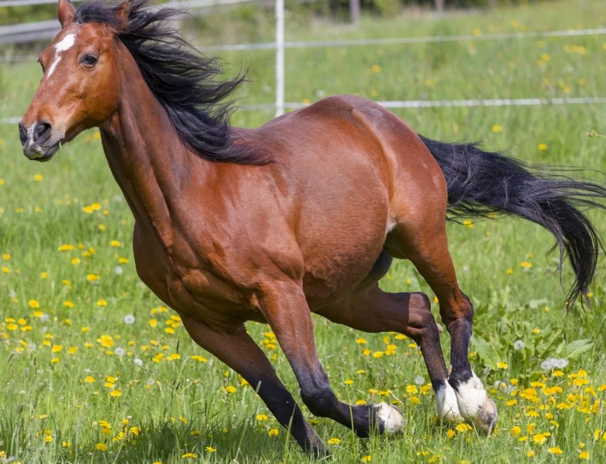 Can a horse run ответить на вопрос. Лошадь бежит. Лошадь галоп. Бег лошадей. Лошадь бежит галопом.