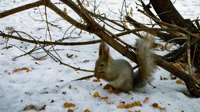 Эксперт: томские белки зимой голодать не будут (фото, видео) - vtomske.ru