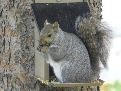 Зелёный парус\": Белка обыкновенная (Sciurus vulgaris)