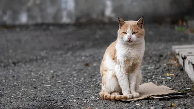 [81+] Картинки бездомных кошек обои