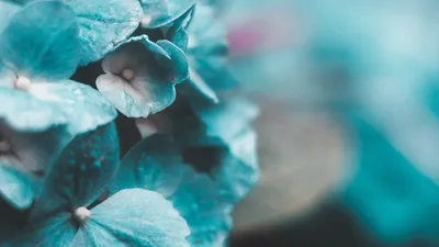 Цветы бирюзового цвета - 81 фото