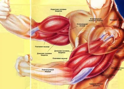 Картинки на тему #бицепс - в Шедевруме
