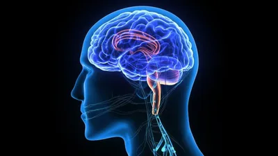 Болезнь Паркинсона: глубинная стимуляция головного мозга | Диагноз - YouTube