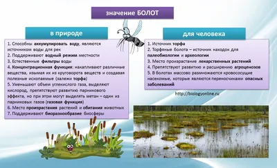 Болото Мох | Планета Беларусь