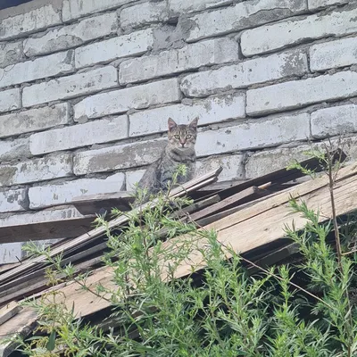 Женщины Черные Могут Повторно Заново Бродяжные Сумки Для Плеча Среднего  Размера С Серебряной Цепью Металл Роскошные Дизайнерски От 5 451 руб. |  DHgate