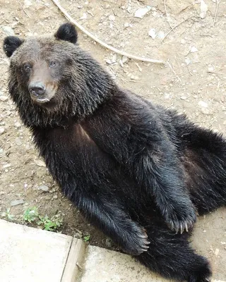 В гостях у бурого медведя