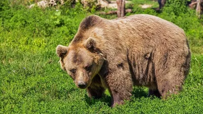 PHOTOS/Mammals/CARNIVORA Brown bear/2009_0903Ursus_arctos1600