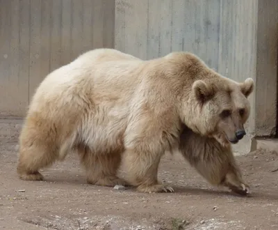 Медведь бурый | zoo-ekzo.ru - Экзотические животные