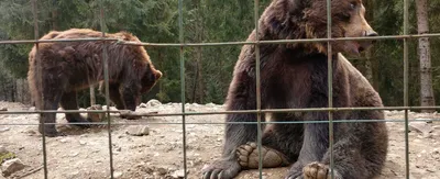 Царство нерки и бурого медведя