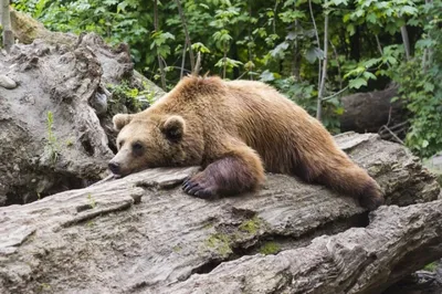 Наблюдение за медведями Камчатки в дикой природе