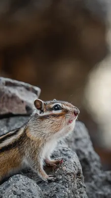 Бурундук азиатский — Ураловед