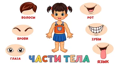 Картинки части тела человека для детей