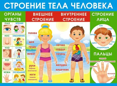 Иллюстрация 1 из 1 для Тетрадь для самостоятельной работы для детей 5-7 лет  с ОНР. Части тела и лица - Калиниченко, Гудкова, Лиханова | Лабиринт -  книги. Источник: Лабиринт