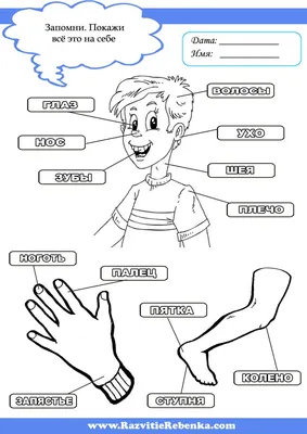 РАЗВИТИЕ РЕБЕНКА: Части тела Человека | Тело, Части тела, Игры и другие  занятия для детей