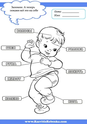 РАЗВИТИЕ РЕБЕНКА: Части тела Человека | Дошкольные учебные мероприятия, Дети,  Занятия для детей