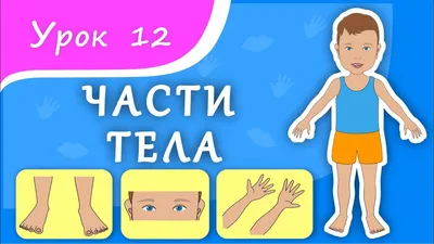 Учим части тела. Урок 12. Части тела для малышей. Развивающее видео для  детей (раннее развитие). - YouTube