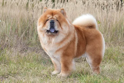 Chow Chow - Wikidata