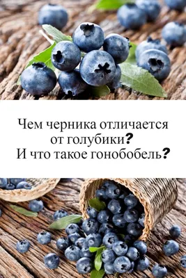 Голубики, черники, ежевики и шелковицы Стоковое Фото - изображение  насчитывающей отрезок, ежевичника: 105483678