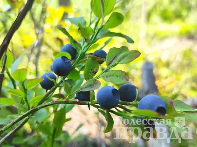 Чем отличается черника от голубики - Agro-market