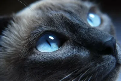 [82+] Картинки черных кошек с голубыми глазами обои