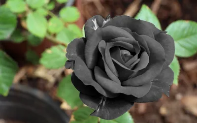 9 черных роз
