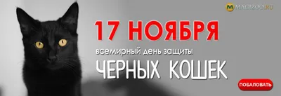 Почему считается, что черные кошки приносят несчастье? | КотоВедение | Дзен