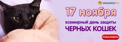 Пропал черный кот Тимофей, ул. Сайкина, Москва | Pet911.ru