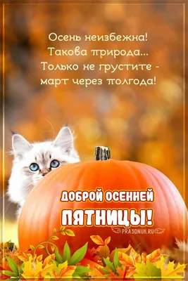 Картинка с пожеланием чудесной пятницы - поздравляйте бесплатно на  otkritochka.net