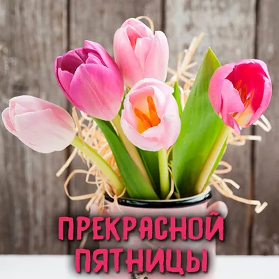 Пятницы вам! Чудесной, гармоничной и счастливой! От нашего сада  уполномочены поспособствовать этому тюльпаны Триумф Librije 💜 #тюльпаны… |  Instagram