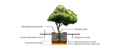 Посадка кустов цена | Подбор кустарников заказать