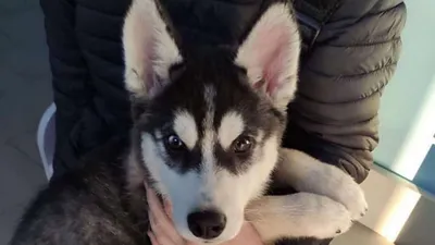 Портрет девушки с большой собакой Malamute на предпосылке зимы Стоковое  Изображение - изображение насчитывающей глаза, собака: 83762603