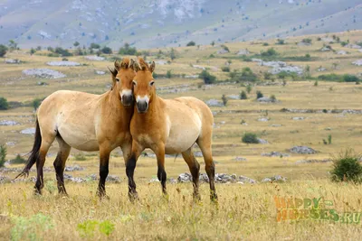 [72+] Картинки диких лошадей обои