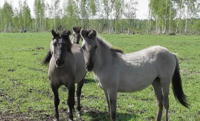 Дикие лошади в Налибокской пуще выгрызают старую траву. Посмотрите, какие  они упитанные