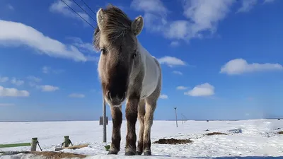 Неизвестные расстреляли табун диких лошадей в Британской Колумбии