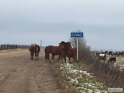 Диких лошадей из Кузомени ввезли в Калужскую область с нарушениями |  Информационное агентство «Би-порт»