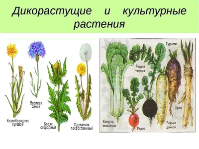 Картинки дикорастущих растений обои