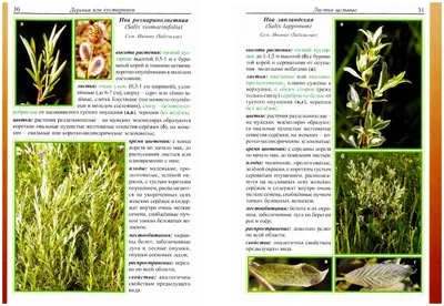 иллюстрация дикорастущих растений Иллюстрация штока - иллюстрации  насчитывающей монохромный, настил: 233802660