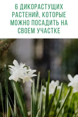 Дикорастущие цветущие: какие растения цветут в июле на природных  территориях Москвы
