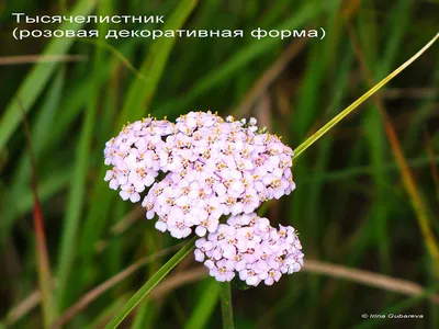 10 самых ядовитых дикорастущих растений Беларуси