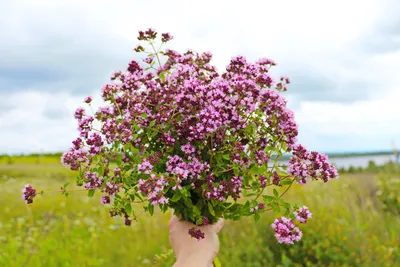 Книга Атлас дикорастущих растений Ленинградской области - купить в  интернет-магазинах, цены на Мегамаркет |